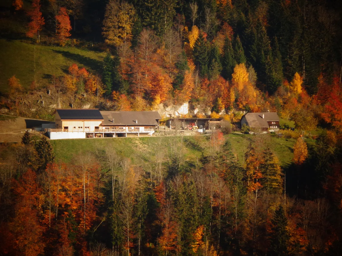 Ein Bauernhof, umgeben von herbstlichen Bäumen